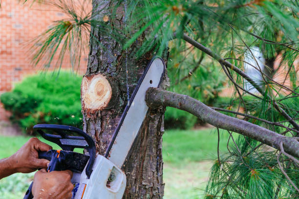 The Steps Involved in Our Tree Care Process in Mangonia Park, FL